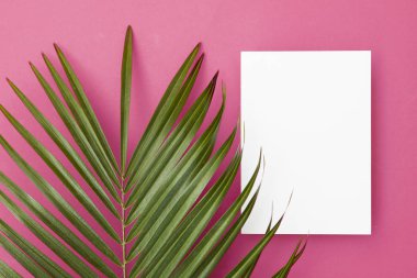 Kopya sp ile parlak pembe bir arka plan üzerinde Tropikal palmiye ağacı yaprağı