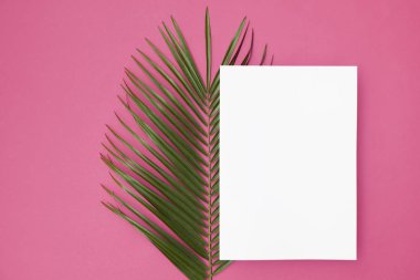 Kopya sp ile parlak pembe bir arka plan üzerinde Tropikal palmiye ağacı yaprağı
