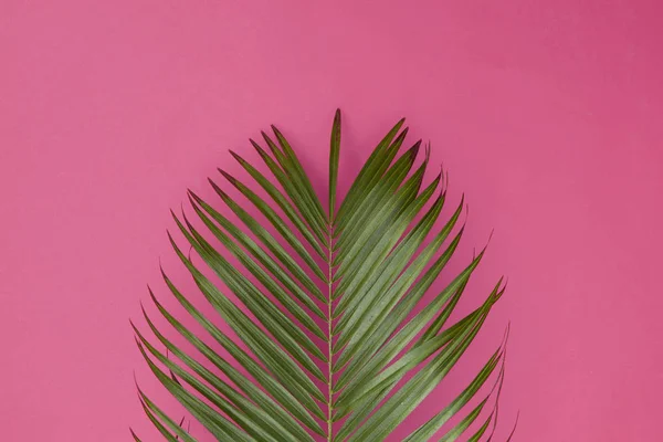 Popüler pastel pembe arka plan üzerinde tropikal palmiye ağacı yaprağı — Stok fotoğraf