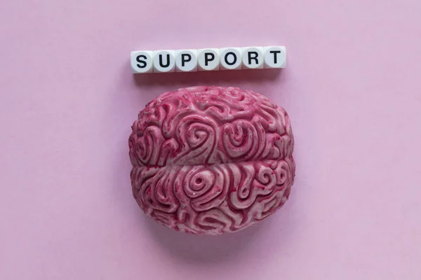 Ανθρώπινος εγκέφαλος με τη λέξη υποστήριξη. Έννοια της ψυχικής υγείας — Φωτογραφία Αρχείου