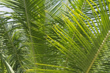 Tropikal yeşil yaprak bitki arka plan