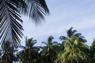 Yaz saati egzotik tropikal palmiye ağacı