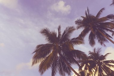 Egzotik yaz tropikal palmiye ağacı arka plan