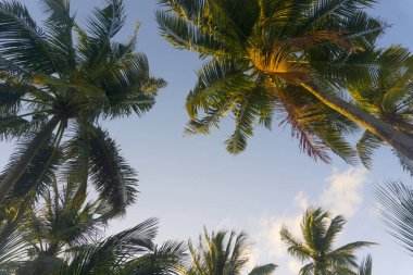 Yaz saati egzotik tropikal palmiye ağacı