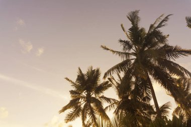 Gökyüzüne karşı tropikal palmiye ağacı silueti