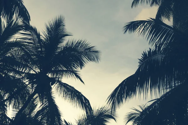 Palm trees silhouette against sunset sky — Stock Photo, Image