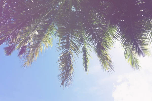 Exotische zomer tropische Palm Tree achtergrond — Stockfoto