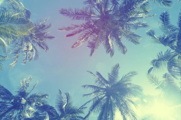 Exotische zomer tropische Palm Tree achtergrond — Stockfoto