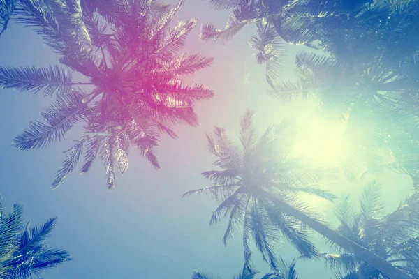 异国情调的夏季热带棕榈树背景 — 图库照片