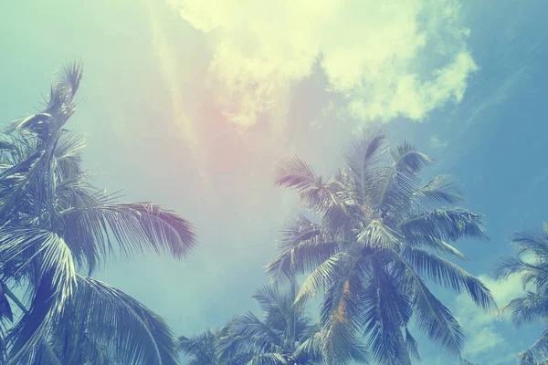 Exotische zomer tropische Palm Tree achtergrond — Stockfoto