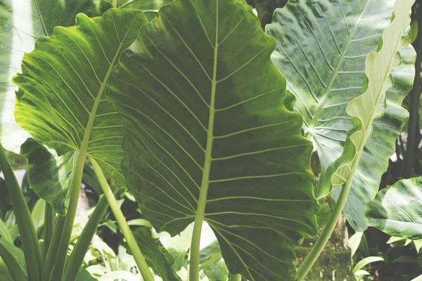 Tropikal yaprak yeşil arka plan — Stok fotoğraf