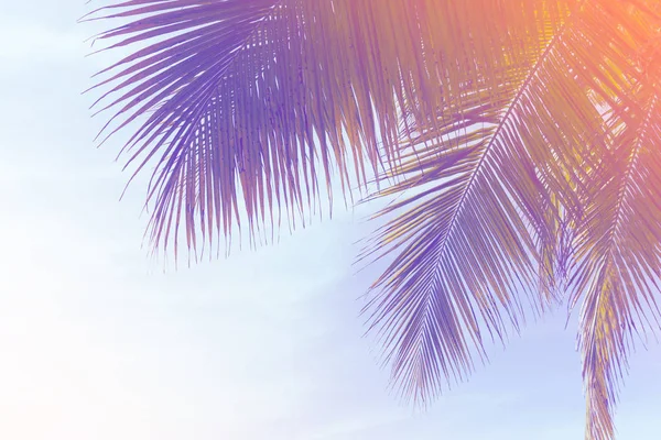 Exotic summer tropical palm tree background — Stock Photo, Image