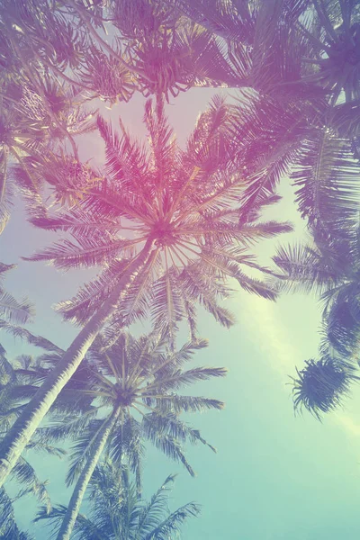 Exotische zomer tropische Palm Tree achtergrond — Stockfoto
