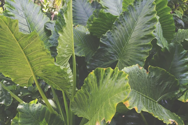 Tropikal yaprak yeşil arka plan — Stok fotoğraf