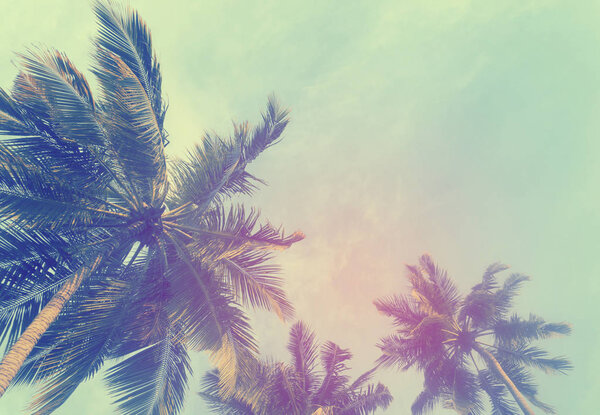 Exotic summer tropical palm tree background