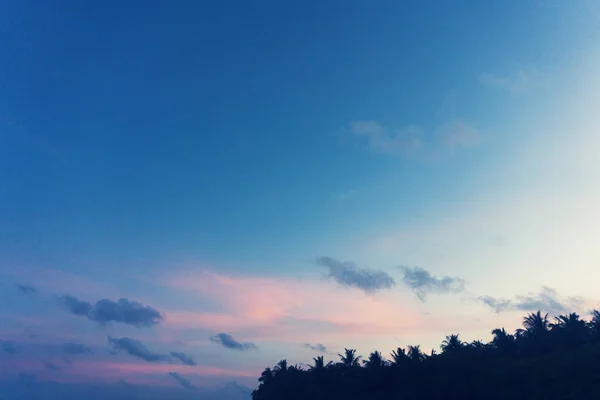 Silhouette de palmiers contre le ciel couchant — Photo
