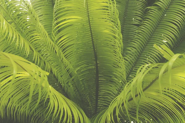 Tropikal yeşil yaprak bitki arka plan — Stok fotoğraf