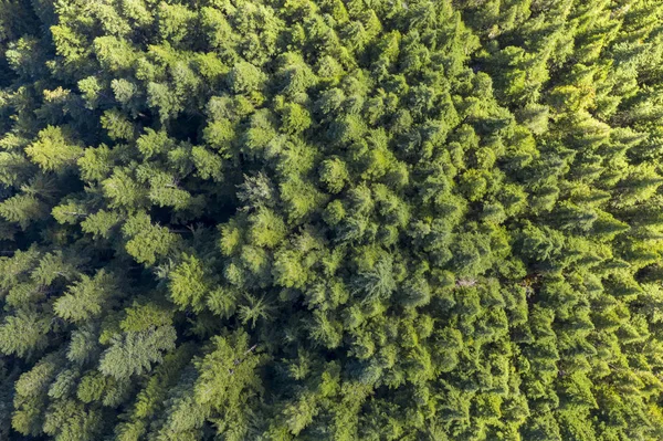 Kanada'da bir çam ormanıhavadan görünümü — Stok fotoğraf