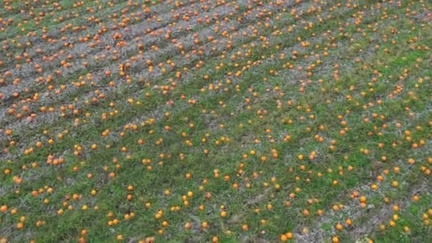 Rijpe Pompoenen Het Veld Overdag — Stockvideo