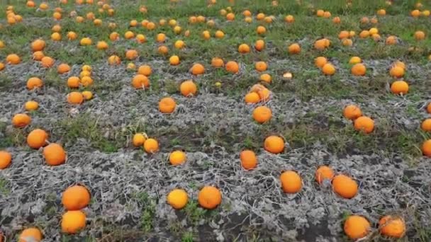 白天在田野上成熟的南瓜 — 图库视频影像