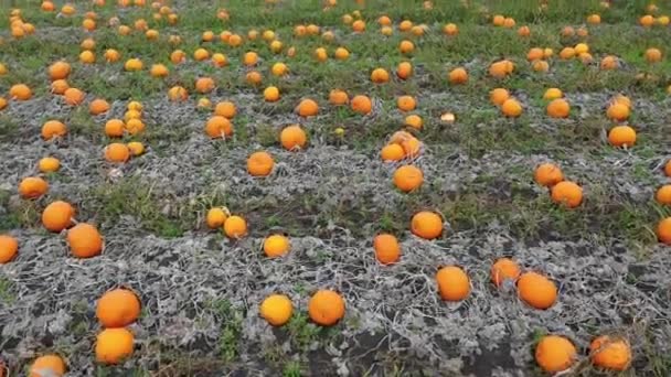 Reife Kürbisse Tagsüber Auf Dem Feld — Stockvideo