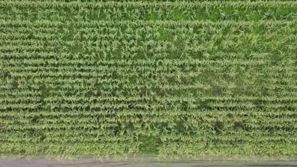 Green Corn Plants Field Daytime — Stock Video