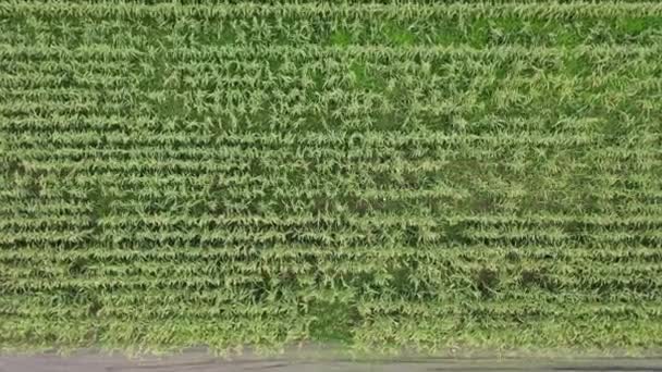 Plantas Maíz Verde Campo Durante Día — Vídeos de Stock