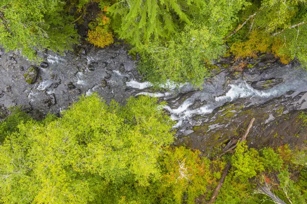 Ormanın içinden geçen vahşi bir nehrin havadan drone görünümü — Stok fotoğraf