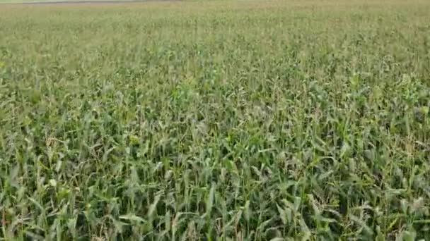 Plantas Milho Verde Campo Durante Dia — Vídeo de Stock