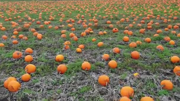 Calabazas Maduras Campo Durante Día — Vídeos de Stock