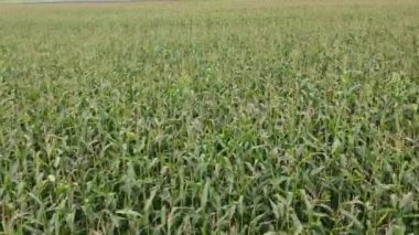 Yeşil mısır bitkileri gündüz sahada 