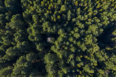 Kanada'da bir çam ormanıhavadan görünümü