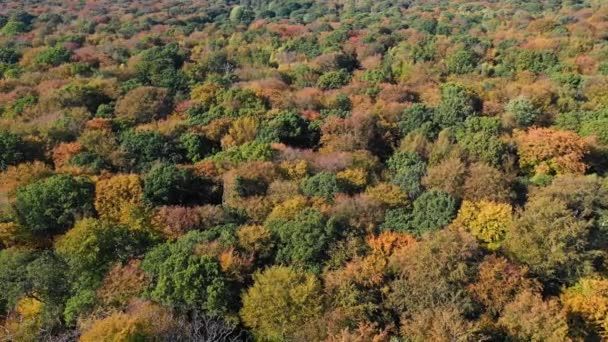 Vista Panoramica Alberi Colorati Nella Foresta Autunnale — Video Stock