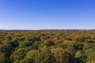 Sonbahar orman ağaçları havadan drone fotoğraf