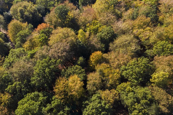 Sonbahar orman ağaçları havadan drone fotoğraf — Stok fotoğraf