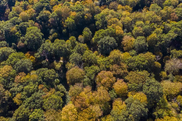 Sonbahar orman ağaçları havadan drone fotoğraf — Stok fotoğraf