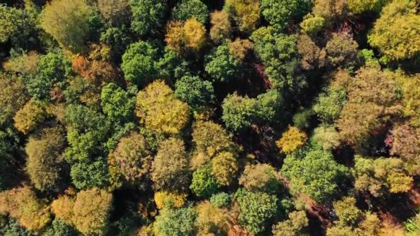 Vue Panoramique Arbres Colorés Forêt Automne — Video