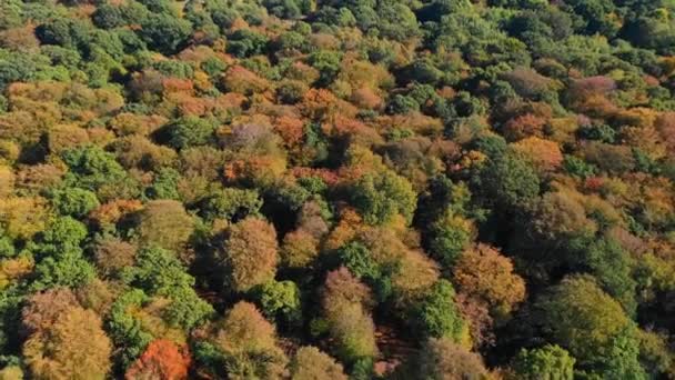 Schilderachtig Uitzicht Kleurrijke Bomen Het Herfst Bos — Stockvideo