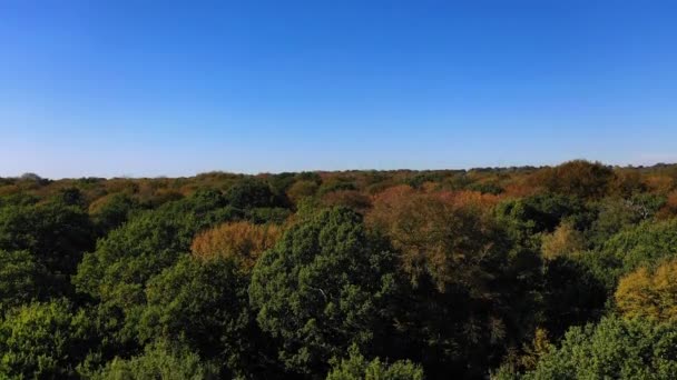 Vista Panorámica Árboles Coloridos Bosque Otoño — Vídeos de Stock