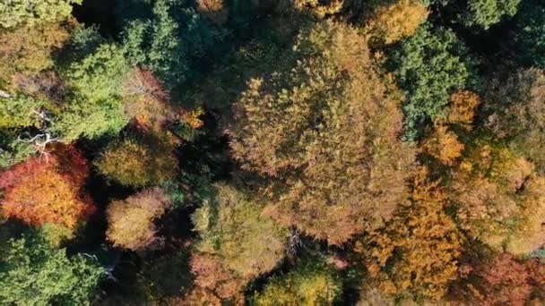Vue Panoramique Arbres Colorés Forêt Automne — Video