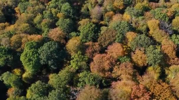 Vista Panorámica Árboles Coloridos Bosque Otoño — Vídeos de Stock