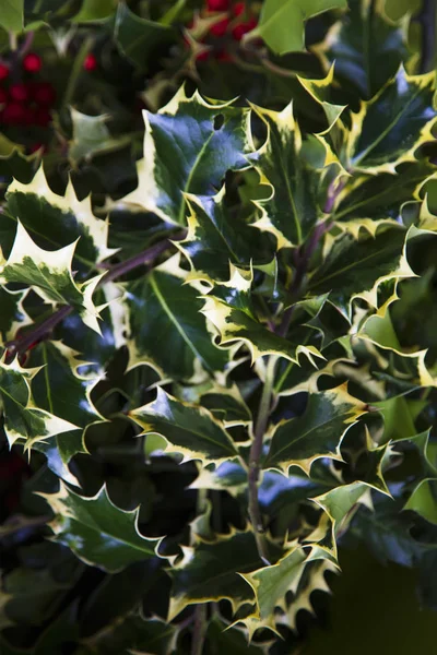 Святковий фон з Холлі листя. Традиційні різдвяні прикраси . — стокове фото