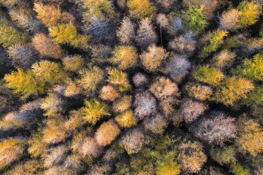 Autunm'daki bir çam ormanının havadan görünümü. drone fotoğraf