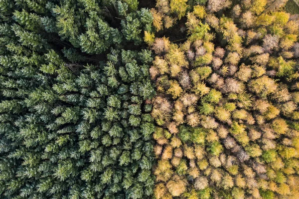 Sonbahar ve gree arasında bölünmüş alışılmadık bir ormanlık havadan görünümü — Stok fotoğraf