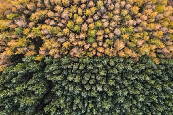 Sonbahar ve gree arasında bölünmüş alışılmadık bir ormanlık havadan görünümü — Stok fotoğraf