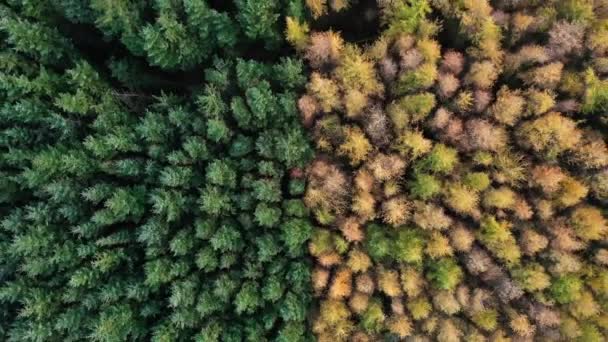 Vue Aérienne Sur Une Magnifique Forêt Pins Automne Luxuriante — Video