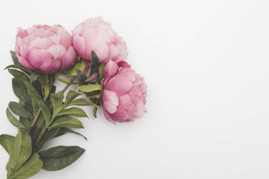 Pembe Şakayık çiçekleri düz bir arka plan üzerinde