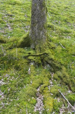 Ağaç tunk ve yosun