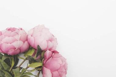 Pembe Şakayık çiçekleri düz bir arka plan üzerinde