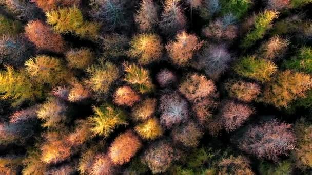 Aerial Drone View Beautiful Lush Autumn Pine Forest — Stock Video